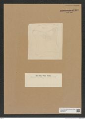 Diatomeae indet. Zeichnungen Sammlung Grunow Nr. 7570 (NHMW-BOT-W0376720)